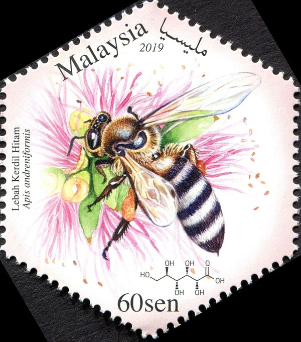 Black Dwarf-Honey Bee (Apis andreniformis)