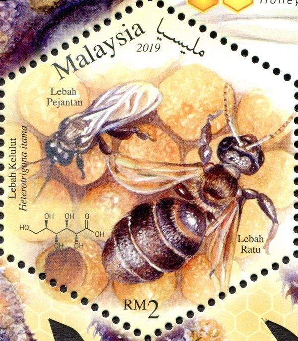 Common Notch-Toothed-Stingless Bee (Heterotrigona itama)