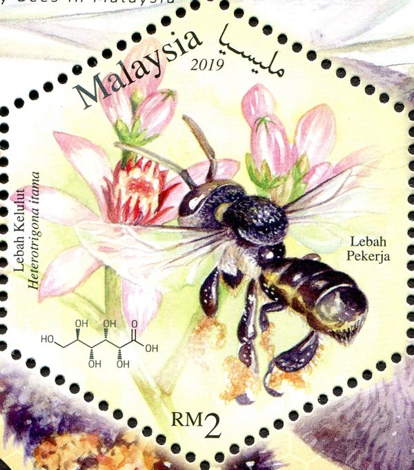Common Notch-Toothed-Stingless Bee (Heterotrigona itama)