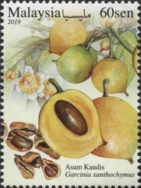 Asam Kandis (Garcinia xanthochymus)
