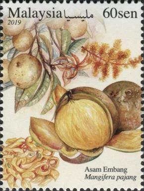 Wild Mango (Mangifera pajang)
