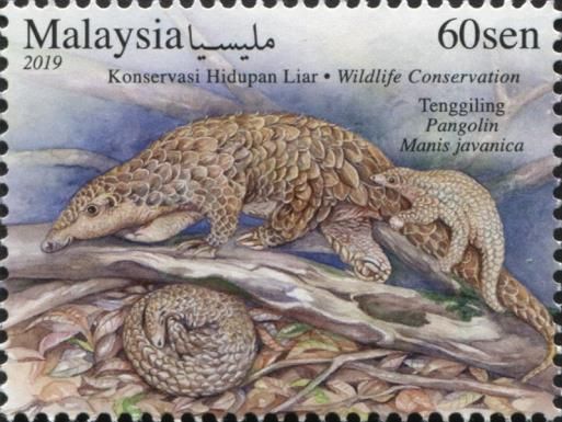 Sunda Pangolin (Manis javanica)