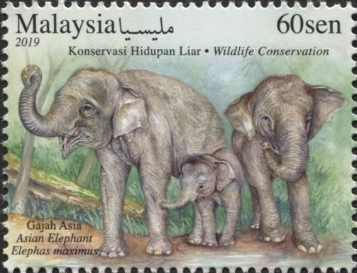 Asian Elephant (Elephas maximus)