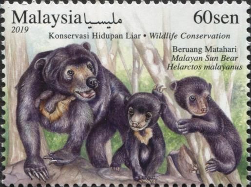 Malayan Sun Bear (Helarctos malayanus)