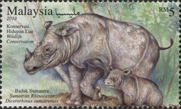 Sumatran Rhinoceros (Dicerorhinus sumatrensis)