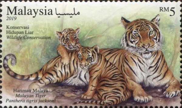 Malayan Tiger (Panthera tigris jacksoni)