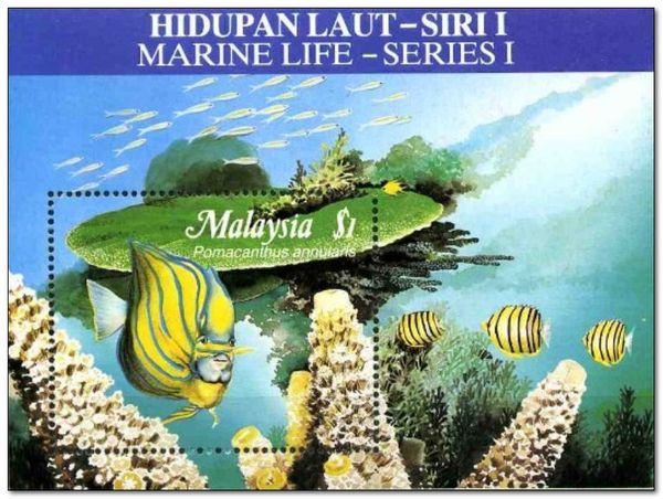 Annularis Angelfish (Pomacanthus annularis)