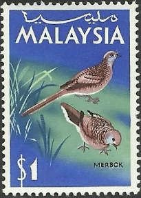 Zebra Dove (Geopelia striata)