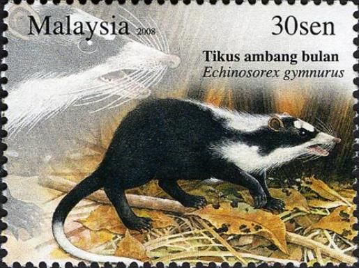 Moonrat (Echinosorex gymnurus)