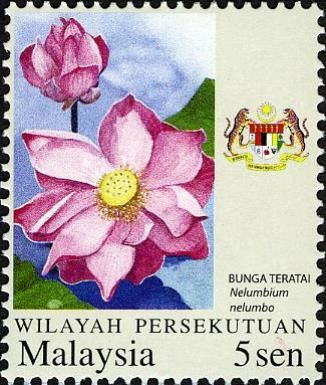 Nelumbium nelumbo