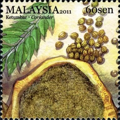 Coriander