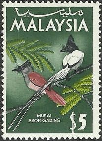 Blyth's Paradise-Flycatcher (Terpsiphone affinis)
