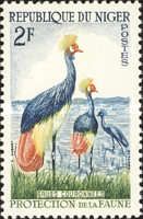 Black Crowned Crane (Balearica pavonina)