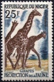 Giraffe (Giraffa camelopardalis)
