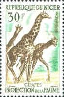 Giraffe (Giraffa camelopardalis)