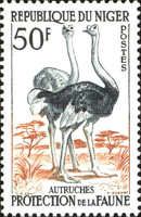 Ostrich (Struthio camelus)