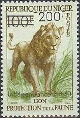 Lion (Panthera leo)