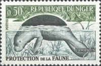 African Manatee (Trichechus manatus senegalensis)