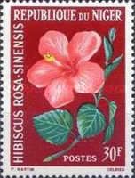 Hibiscus Rosa Sinensis