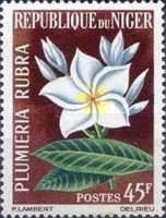 Red jasmine (frangipani).