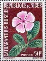 Catharanthus roseus