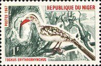 Northern Red-billed Hornbill (Tockus erythrorhynchus)