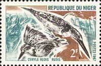 Pied Kingfisher (Ceryle rudis)