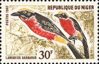 Yellow-crowned Gonolek (Laniarius barbarus)