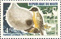 Little Weaver (Ploceus luteolus)