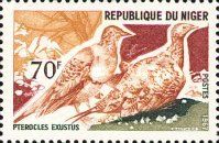 Chestnut-bellied Sandgrouse (Pterocles exustus)