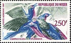 Splendid Starling (Lamprotornis splendidus)