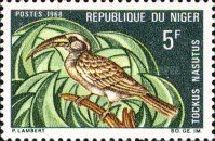 African Grey Hornbill (Tockus nasutus)