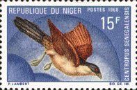 Senegal Coucal (Centropus senegalensis)