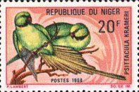 Rose-ringed Parakeet (Psittacula krameri)