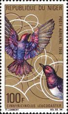 Amethyst Starling (Cinnyricinclus leucogaster)