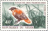 Northern Red Bishop (Euplectes orix franciscanus)