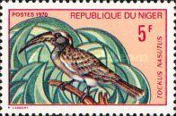 African Grey Hornbill (Tockus nasutus)