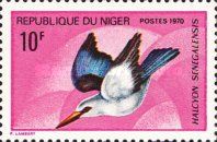 Woodland Kingfisher (Halcyon senegalensis)