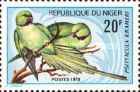 Rose-ringed Parakeet (Psittacula krameri)