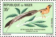 Sahel Paradise-whydah (Steganura paradisea orientalis)
