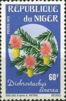 Dichrostachys cinerea