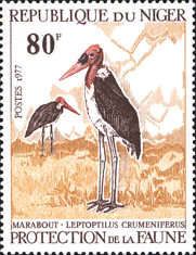 Marabou Stork (Leptoptilos crumenifer)