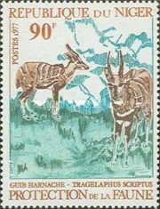 Harnessed Bushbuck (Tragelaphus scriptus)