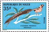 Steganura paradisea orientalis