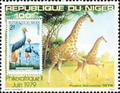 Giraffes