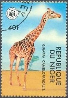 Giraffe (Giraffa camelopardalis)