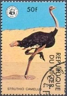 Ostrich (Struthio camelus)