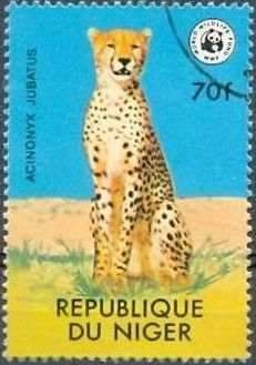 Cheetah (Acinonyx jubatus)