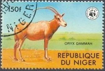 Scimitar Oryx (Oryx dammah)