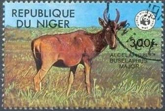 Western Hartebeest (Alcelaphus buselaphus major)